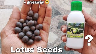 How to grow lotus from seeds unboxing ?