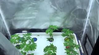 Thumbnail for video: Quick look at my No Frills DIY Hydroponic Cloner