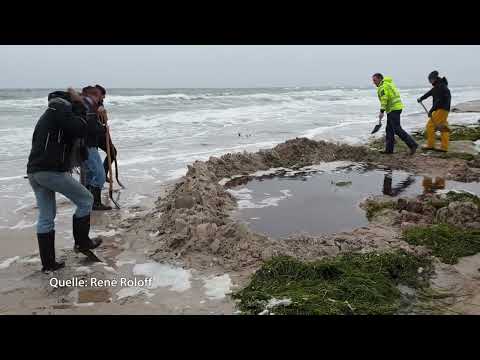 Sensationeller Fund: historischer Einbaum am Darßer Weststrand freigespühlt
