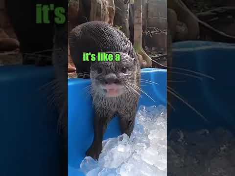 What is it about otter and ice ?