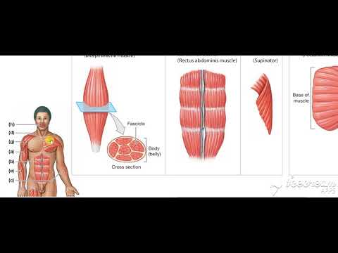 Skeletal muscles forms 2