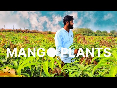 Keser Mango Plants Amazing Gality Plants
