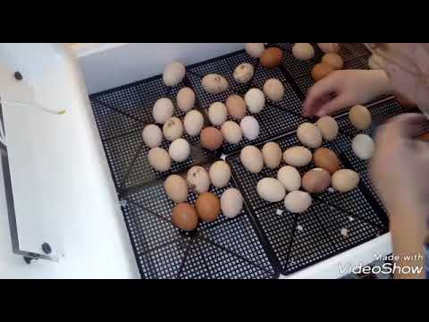 Инкубатор несушка часть №2 появление цыплят на белый свет!!