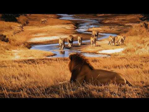 LEÕES EXILADOS: A Batalha Solitária e Cruel dos Reis sem Trono #animaisselvagens