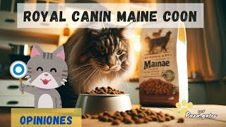 ¡¡NO!! DES A TU GATO ROYAL CANIN MAINE COON SIN VER ESTE VÍDEO 👉 ANÁLISIS DE ESTA RECETA