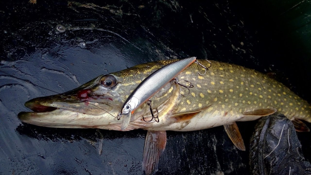 костлявая ли щука. щука зима. жерлица на щуку. дикая щука. щука зимой.