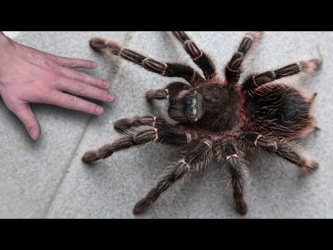 世界最大のクモ20匹