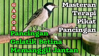 Download lagu Suara gelatik batu   gemericik air untuk terapi burung supaya cepat gacor mp3