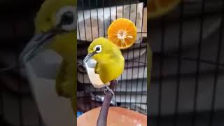 Download lagu Pleci suara lagu cengkok mewah ‼️ mp3 Download lagu Pleci suara lagu cengkok mewah ‼️ mp3