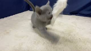 ロシアンブルーの動画01