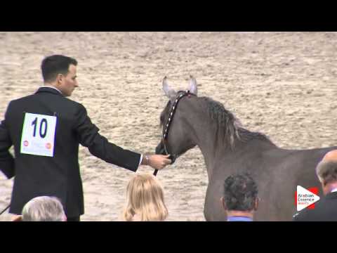 N.10 MESSILA DOMITIA - Paris 2015 - Yearling Fillies (Class CM1 A)