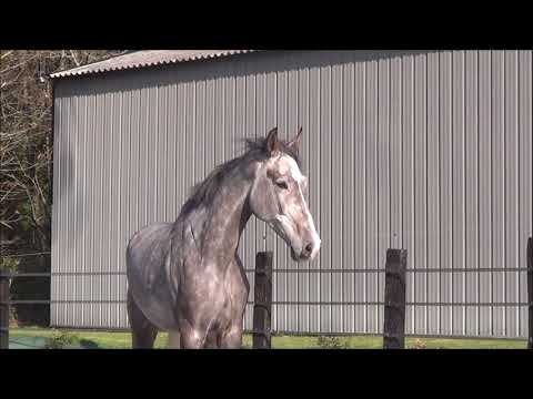 Coeur de Rocker (Vivant x Coupe de Coeur x Baloubet)