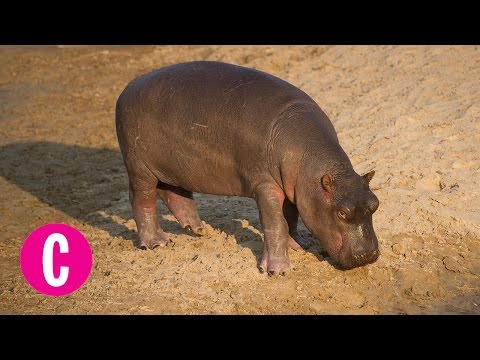 Watch Fiona the Baby Hippo Take Her First Steps and Squeal Forever | Cosmopolitan