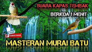 Download lagu Masteran suara burung kapas tembak MBESET panjang berjeda 1 menit! agar burung mudah merekem!!! mp3