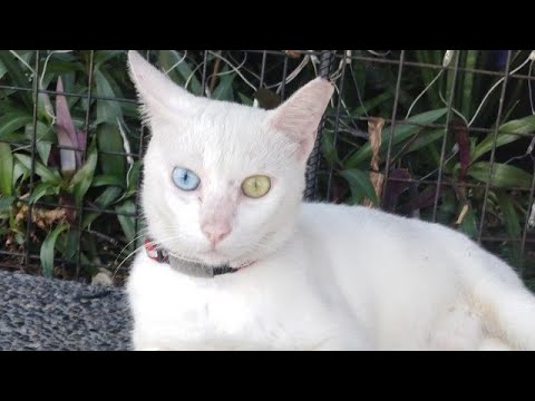 Rare Cat With Eyes Of Different Colors Is Back | Glenny is live!