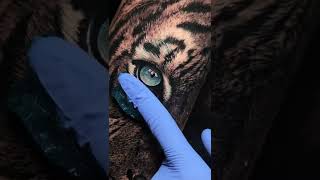 Download lagu #shorts The 👁 of the 🐯 #wildlife #tiger #tattoo mp3