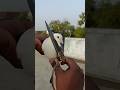 Kabutar Ki खराब पोंछ Kat Diya ️ Itsgullyboy Shorts Viral Pigeon