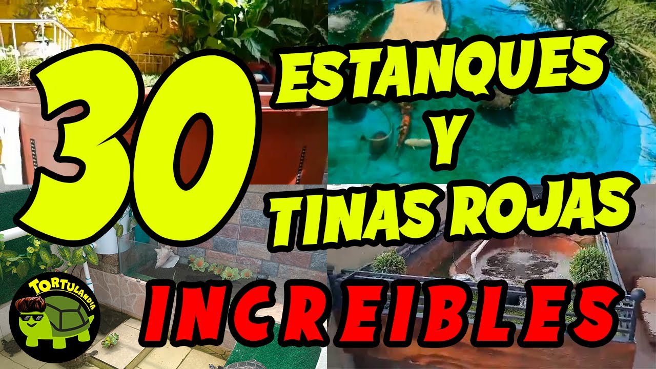 Watch 30 HÁBITAT DE TORTUGAS DE AGUA DE SUSCRIPTORES QUE TE ENCANTARÁN PARTE 2 ! HÁBITAT PARA TORTUGAS 🐢 Now 30 HÁBITAT DE TORTUGAS DE AGUA DE SUSCRIPTORES QUE TE ENCANTARÁN PARTE 2 ! HÁBITAT PARA TORTUGAS 🐢