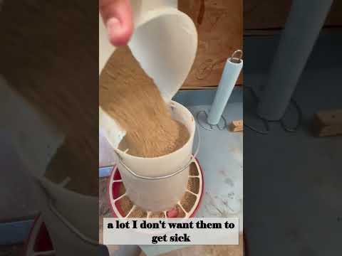 Ultimate Guide to Feeding Backyard Chickens: Nourish & Hydrate for Healthier Hens!