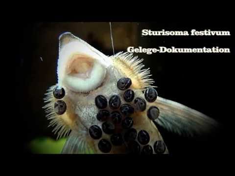 Sturisoma festivum, Gelege-Dokumentation