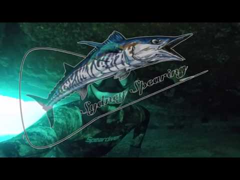 Spearfishing Sydney NSW vol 5