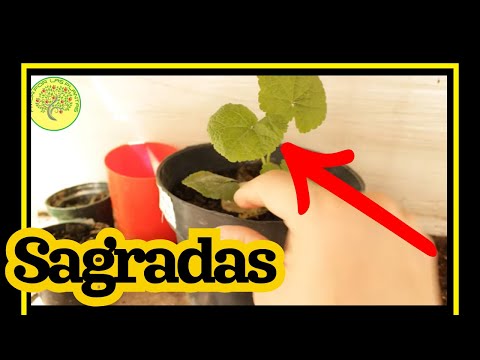 👉 Hollyhock germination, step by step / St. Joseph's staff!🌺🌸