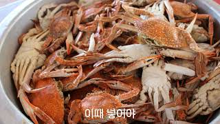 토양발효제 축분편(육계). [이장집 에너지 농법]775.