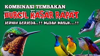 Download lagu Kombinasi BURCIL Kasar Rapat — Dijamin Cepat Masuk!! Jernih & Nembak Panjang mp3 Download lagu Kombinasi BURCIL Kasar Rapat — Dijamin Cepat Masuk!! Jernih & Nembak Panjang mp3