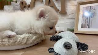 ポメラニアンの動画01