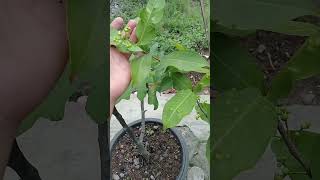 Download lagu Tips cara merawat pohon jambu supaya cepat berbuah#shorts #jambu #gardening #jambuair mp3