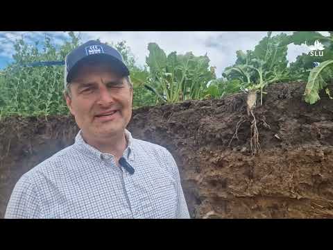 Gropen – increasing soil literacy by digging a hole (Borgeby, Sweden)