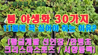 24년11.4) 지금 봄야생화 심으면 딱 좋아요 황금게발 크리스마스로즈 만병초