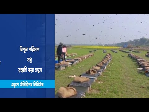 মধু উৎপাদন বেড়েছে ৬ গুন