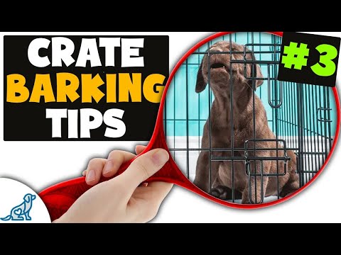 AVOID The Hardest Part Of Puppy Crate Training!