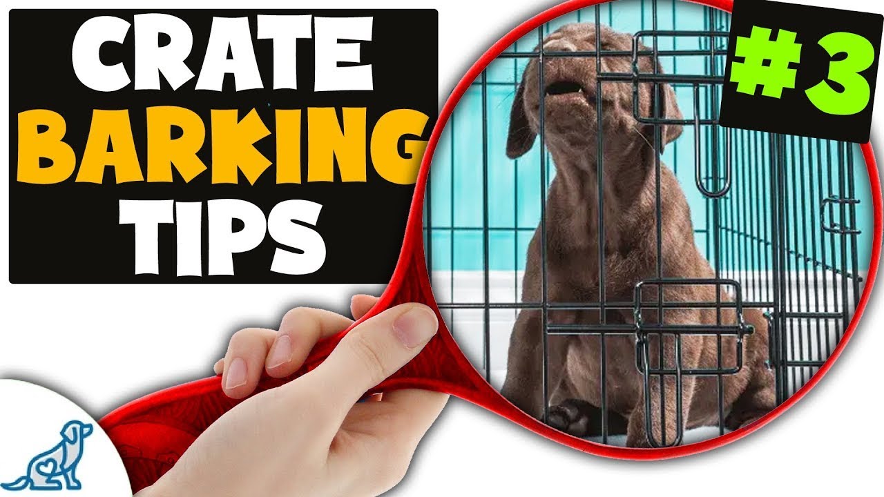 AVOID The Hardest Part Of Puppy Crate Training!