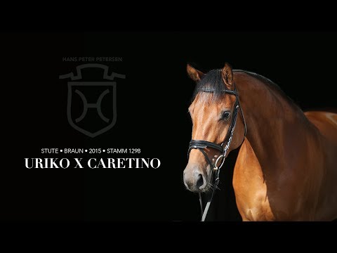 Stute von Uriko x Caretino