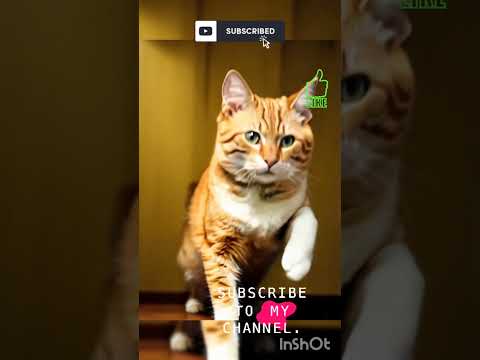 😻Cat videos🐈cute kitten
