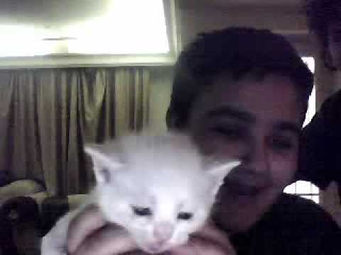 cute cat on web cam by zaid