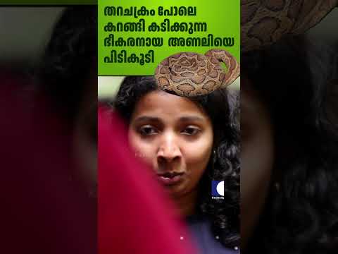 തറചക്രം പോലെ കറങ്ങി കടിക്കുന്ന ഭീകരനായ അണലിയെ പിടികൂടി #viper #vavasuresh #snake #rescue
