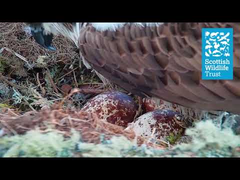 Egg close up - Loch of the Lowes osprey webcam (2021)
