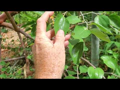 Growing Indian Green Jujube in Phoenix Arizona