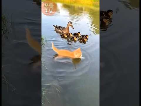 자기가 오리인 줄 아는 고양이