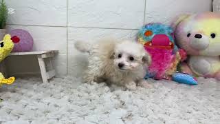 トイプードルの動画01