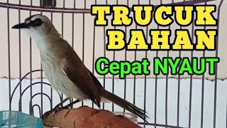 Download lagu Pancingan trucukan BETINA MEMANGGIL JANTAN untuk trucuk BAHAN ombyokan agar Cepat bunyi gacor mp3 Download lagu Pancingan trucukan BETINA MEMANGGIL JANTAN untuk trucuk BAHAN ombyokan agar Cepat bunyi gacor mp3