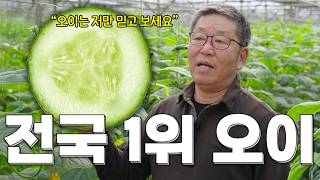 농가 선택 1순위 오이 품종｜설향백다다기