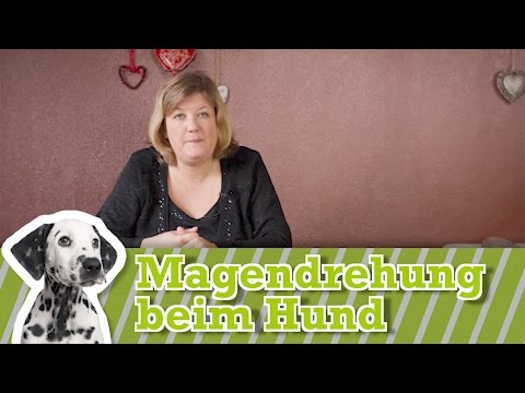 Bei Katzen Luxation des Hüftgelenks, die tun 911 Gel-Balsam für die Gelenke mit Chondroitin kaufen