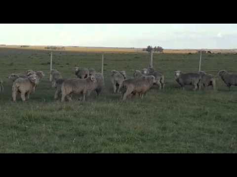 350 corderos muy buenos en Parada Camaño - Artigas - Otto Fernandez