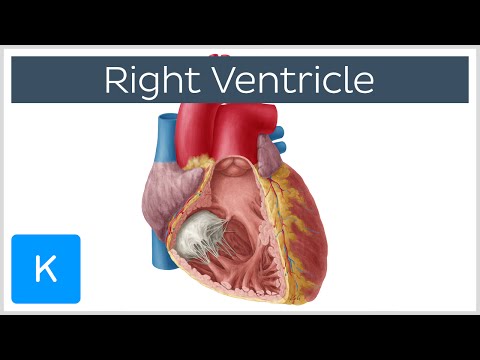 Right Ventricle - Function, Definition and Anatomy - Human Anatomy | Kenhub