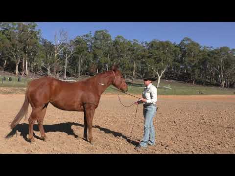 Cherry Tree Equine &mdash; Disengaging the Hindquarters (Foundation That Connects to Backing)