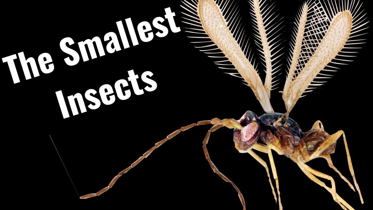 The Biology of Fairyflies